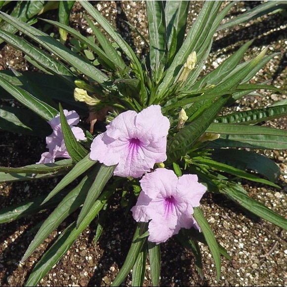 Bundle of 4 - random color - Dwarf Mexican Petunia live plants. - Picture 3 of 7
